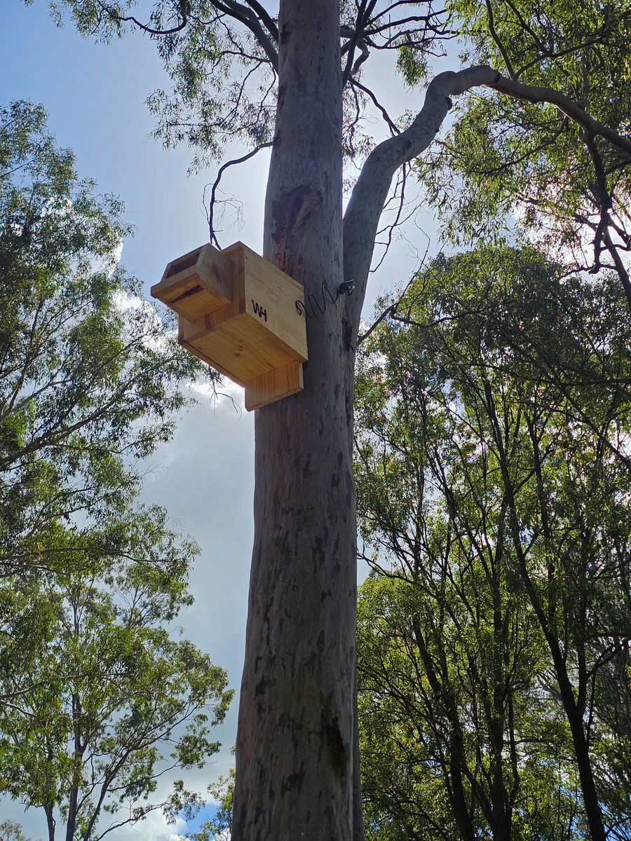 Wing Haven box mounted high in the canopy