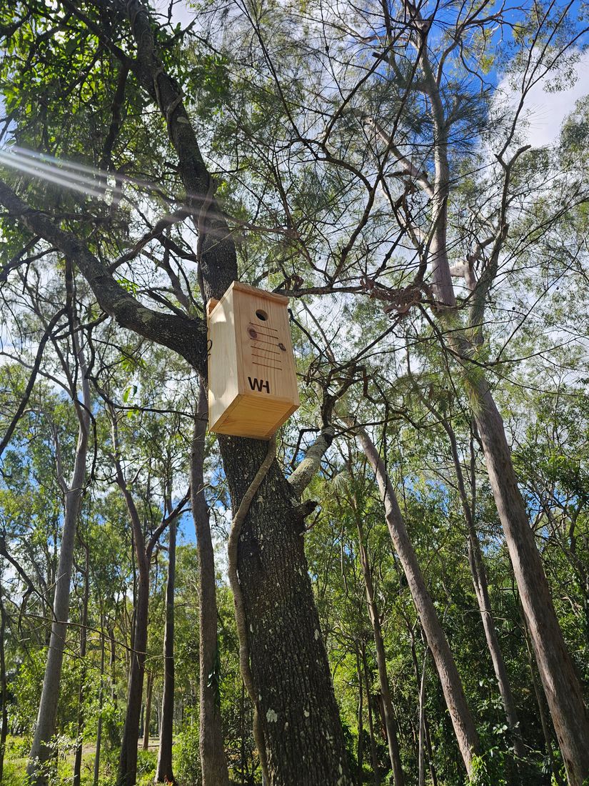 Wing Haven nest box installed high in a bushland tree